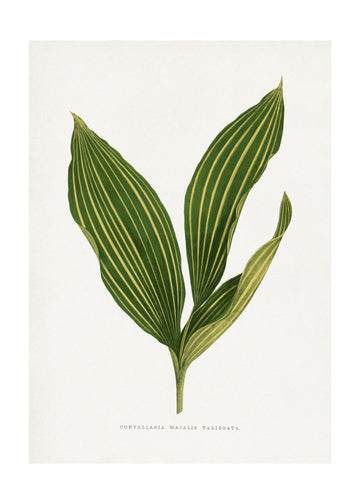 Lily of the Valley Leaf Illustration | Poster - Passepartout
