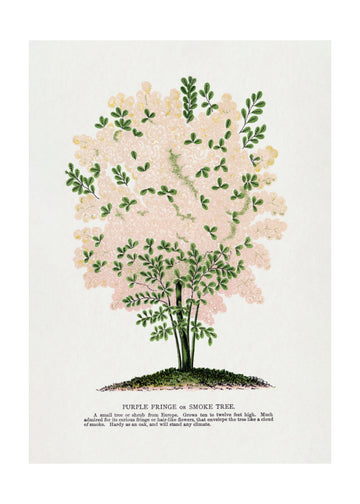 Purple Fringe Tree Lithograph | Poster - Passepartout
