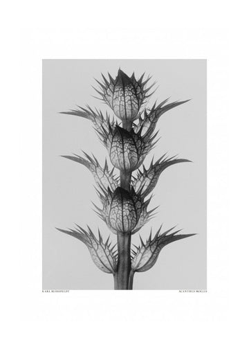 Acanthus mollis | Poster - Passepartout