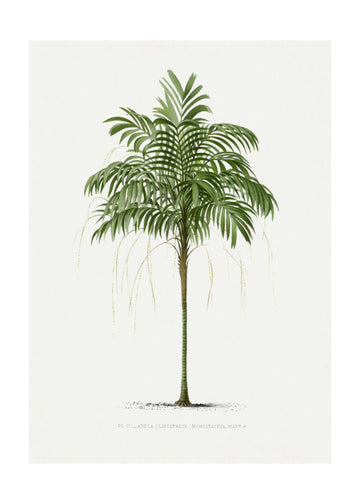 Ii Areca Monostachya | Poster - Passepartout