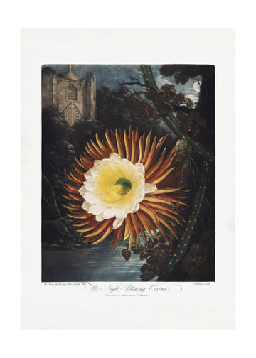 The Night–Blowing Cereus from The Temple of Flora (1807) | Poster - Passepartout