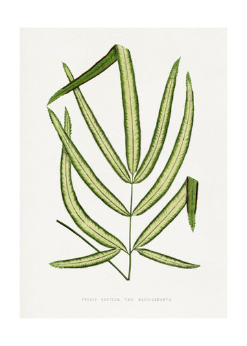 Pteris Cretica Leaf Illustration | Poster - Passepartout