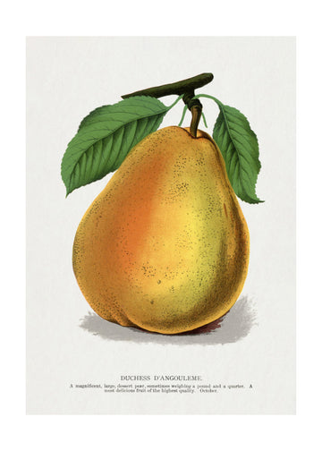 Duchess D'angouleme Pear Lithograph | Poster - Passepartout