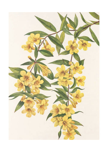 Carolina Jessamine From North American Wildflowers (1925) By Mary Vaux Walcott | Poster - Passepartout