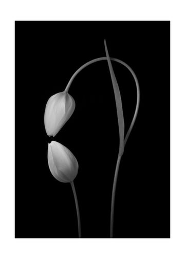 Monochrome Tulip Curves | Poster - Passepartout