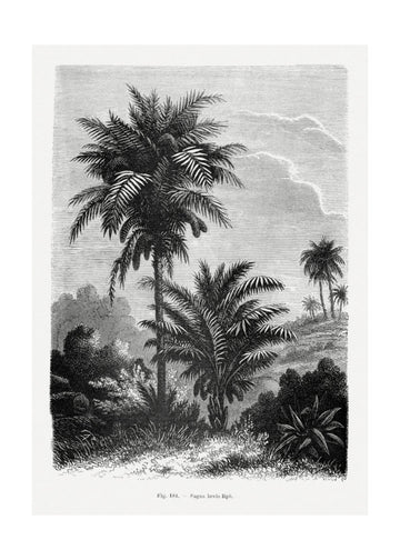 Vintage Palm Tree Drawing V | Poster - Passepartout