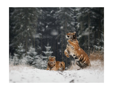 Siberian Winter Tigers | Poster - Passepartout