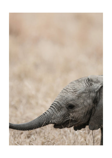 Gentle Giant's Gaze | Poster - Passepartout
