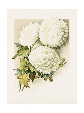 Chrysanthemums for Christmas Eve | Poster - Passepartout
