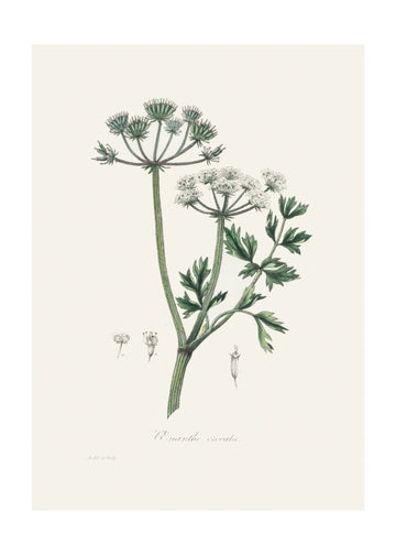 Water Dropwort (onanthe Grocata) Medical Botany | Poster - Passepartout
