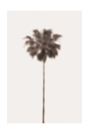 Blurred Palm Tree | Poster - Passepartout