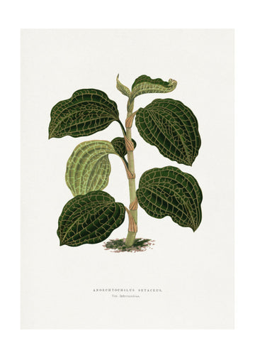 Green Anoechtochilus Setaceus Leaf Illustration | Poster - Passepartout