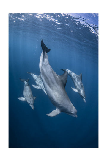 Graceful Dolphins Blue Depths | Poster - Passepartout