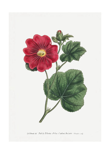 Alcea Rosea 1815   Flower Garden Displayed By Francis Sansom | Poster - Passepartout