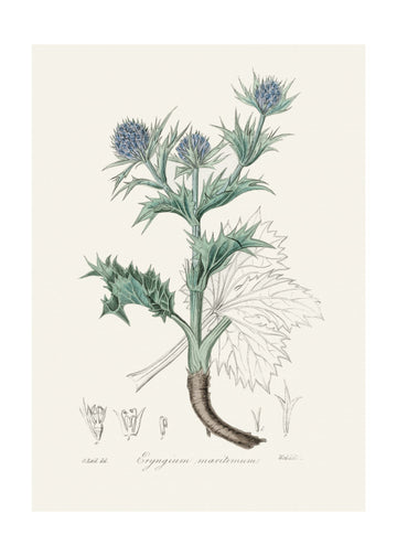 The Sea Holly (eryngium Mmaritimum) Medical Botany | Poster - Passepartout