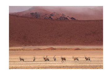 Oryx Herd Desert Dunes | Poster - Passepartout