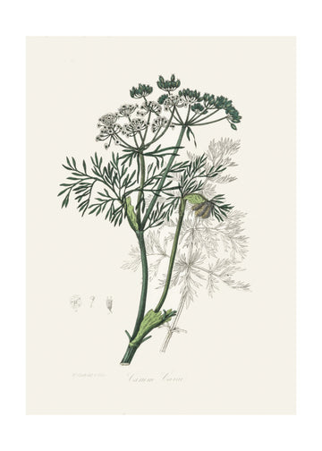 Caraway (carum Carui) Medical Botany | Poster - Passepartout