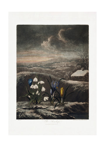 The Snowdrops from The Temple of Flora (1807) | Poster - Passepartout