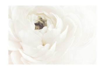 Soft White Bloom | Poster - Passepartout