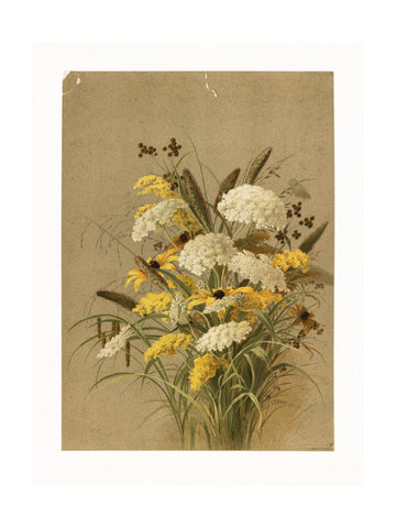 Hemlock, Ox Eye Grasses and Golden Rod | Poster - Passepartout