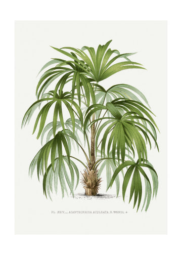 Xxiv Acanthorhiza Aculeata | Poster - Passepartout