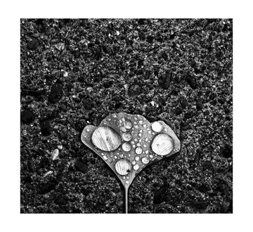 Ginkgo Leaf Water Drops | Poster - Passepartout