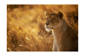 Golden Hour Lioness | Poster - Passepartout
