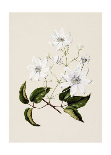 Puawananga   Clematis Indivisa Drawn By Sarah Featon (1848–1927) | Poster - Passepartout