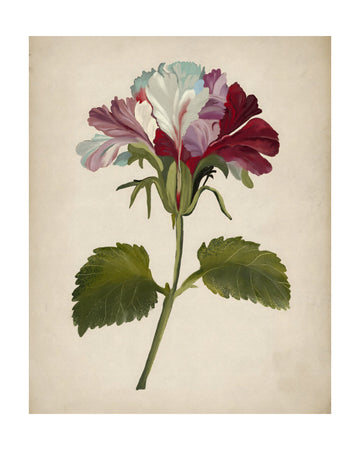 Vibrant Geranium Bloom | Poster - Passepartout