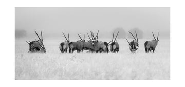 Oryx in the Mist | Poster - Passepartout