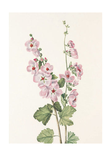 Orange Eye Globemallow From North American Wildflowers (1925) By Mary Vaux Walcott | Poster - Passepartout