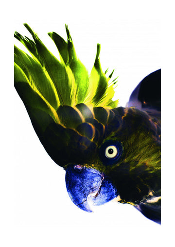 Vivid Bird Glance | Poster - Passepartout