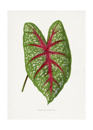 Green Caladium Chantini Leaf Illustration | Poster - Passepartout