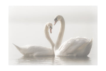 Swans In Love | Poster - Passepartout