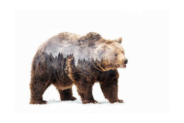 Forest Bear Spirit | Poster - Passepartout