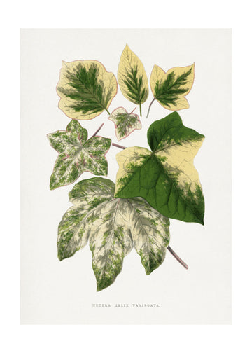Green Leaf Illustration | Poster - Passepartout