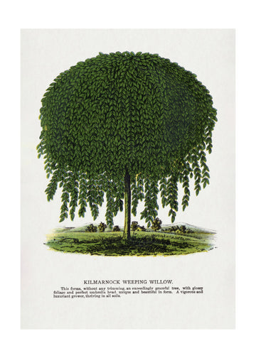 Kilmarnock Weeping Willow Tree Lithograph | Poster - Passepartout