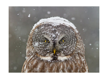 Great Grey Owl Winter | Poster - Passepartout