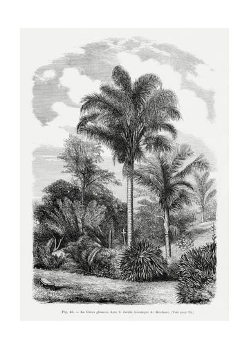 Vintage Palm Tree Drawing Vi | Poster - Passepartout