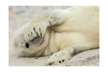 Shy Baby Seal | Poster - Passepartout