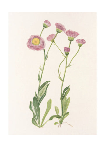 Meadow Fleabane From North American Wildflowers (1925) By Mary Vaux Walcott | Poster - Passepartout