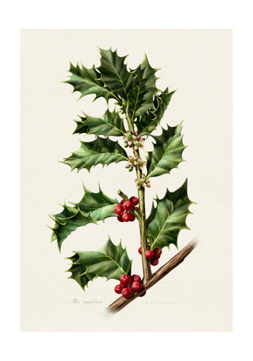 Festive Holly Berries | Poster - Passepartout