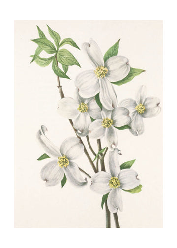 Flowering Dogwood From North American Wildflowers (1925) By Mary Vaux Walcott | Poster - Passepartout