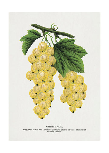 White Grape Lithograph | Poster - Passepartout