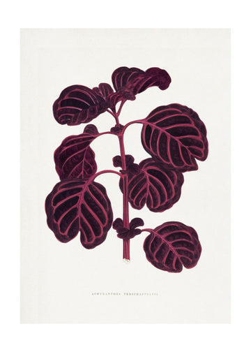 Pink Achyranthes Verschaffeltii Leaf Illustratio | Poster - Passepartout