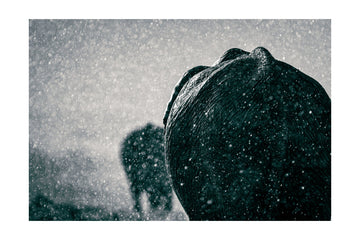 Elephants In The Rain | Poster - Passepartout