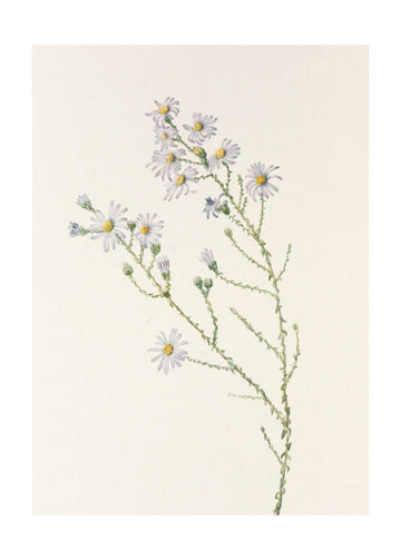 Pineland Aster From North American Wildflowers (1925) By Mary Vaux Walcott. | Poster - Passepartout