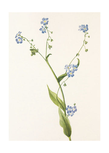 Bur Forget Me Not From North American Wildflowers (1925) By Mary Vaux Walcott | Poster - Passepartout