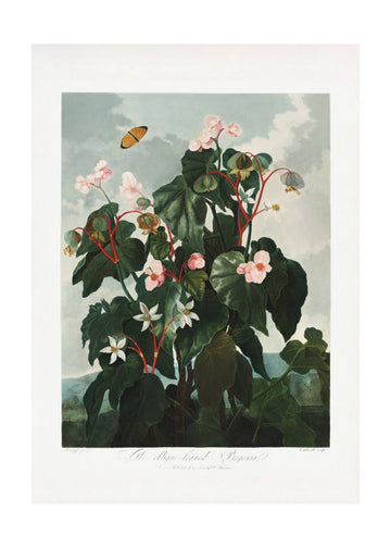 The Oblique–Leaved Begonia from The Temple of Flora (1807) | Poster - Passepartout