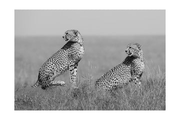 African Cheetahs Watching | Poster - Passepartout